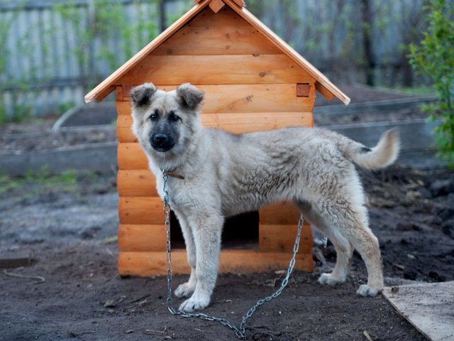 Все о собаках в Гурьевске Все о собаках в Гурьевске
